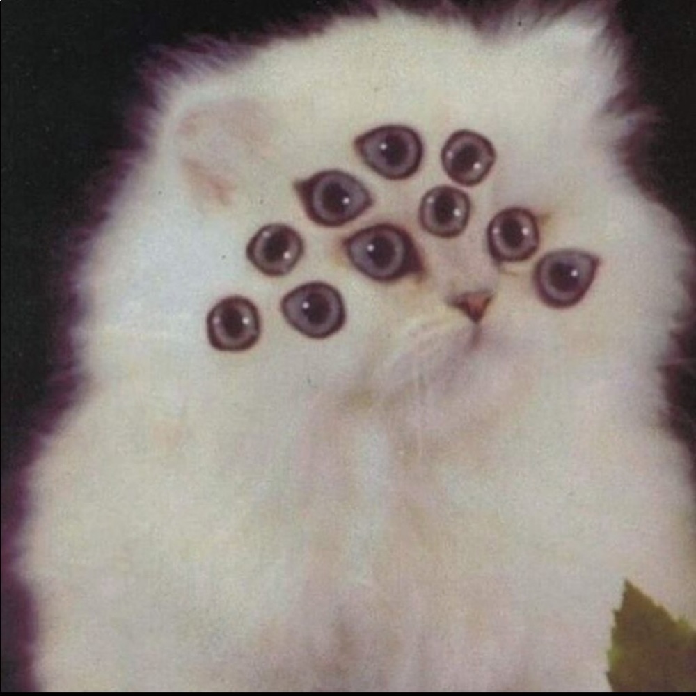 Meet your Posher, Darian